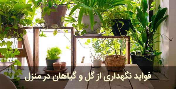 عکس گل طبیعی در خانه
