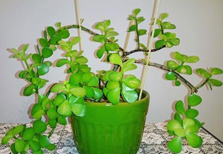 عکس گل طبیعی در خانه