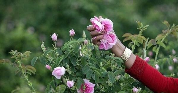 عکس گل محمدی