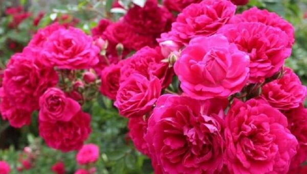 عکس گل محمدی