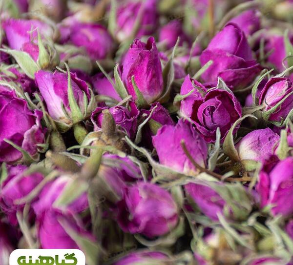 عکس گل محمدی