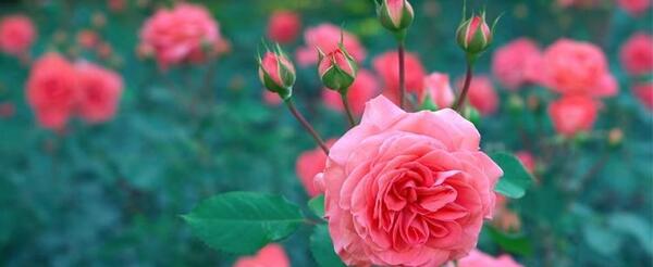 عکس گل محمدی