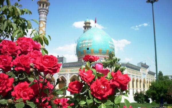 عکس گل محمدی