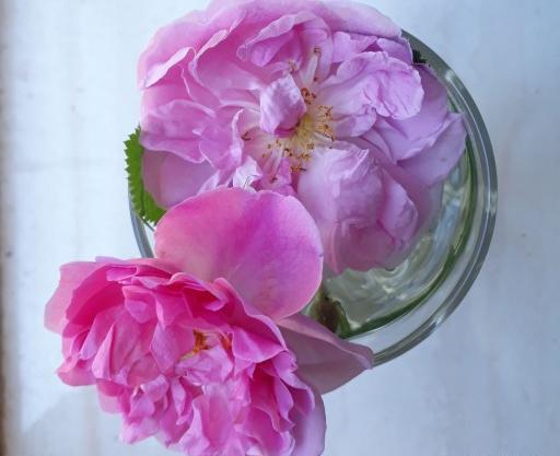 عکس گل محمدی