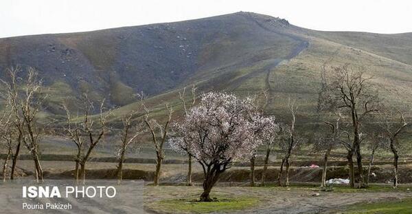 عکس بهاری تابستانی