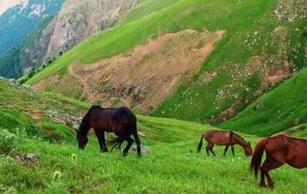 عکس اسب وحشی ایران