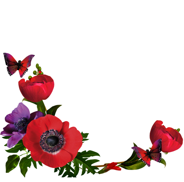 عکس گل حاشیه