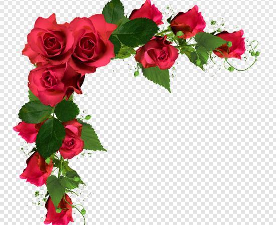 عکس گل حاشیه