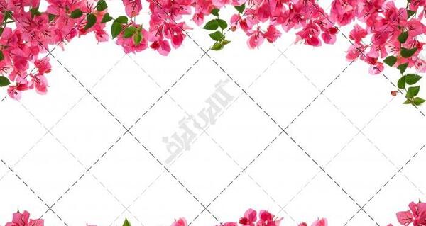عکس گل حاشیه