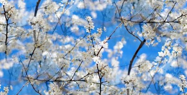 عکس از طبیعت بهاری